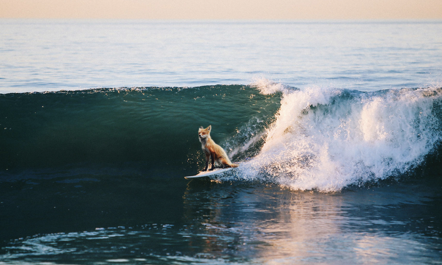 The Surfing Fox 26