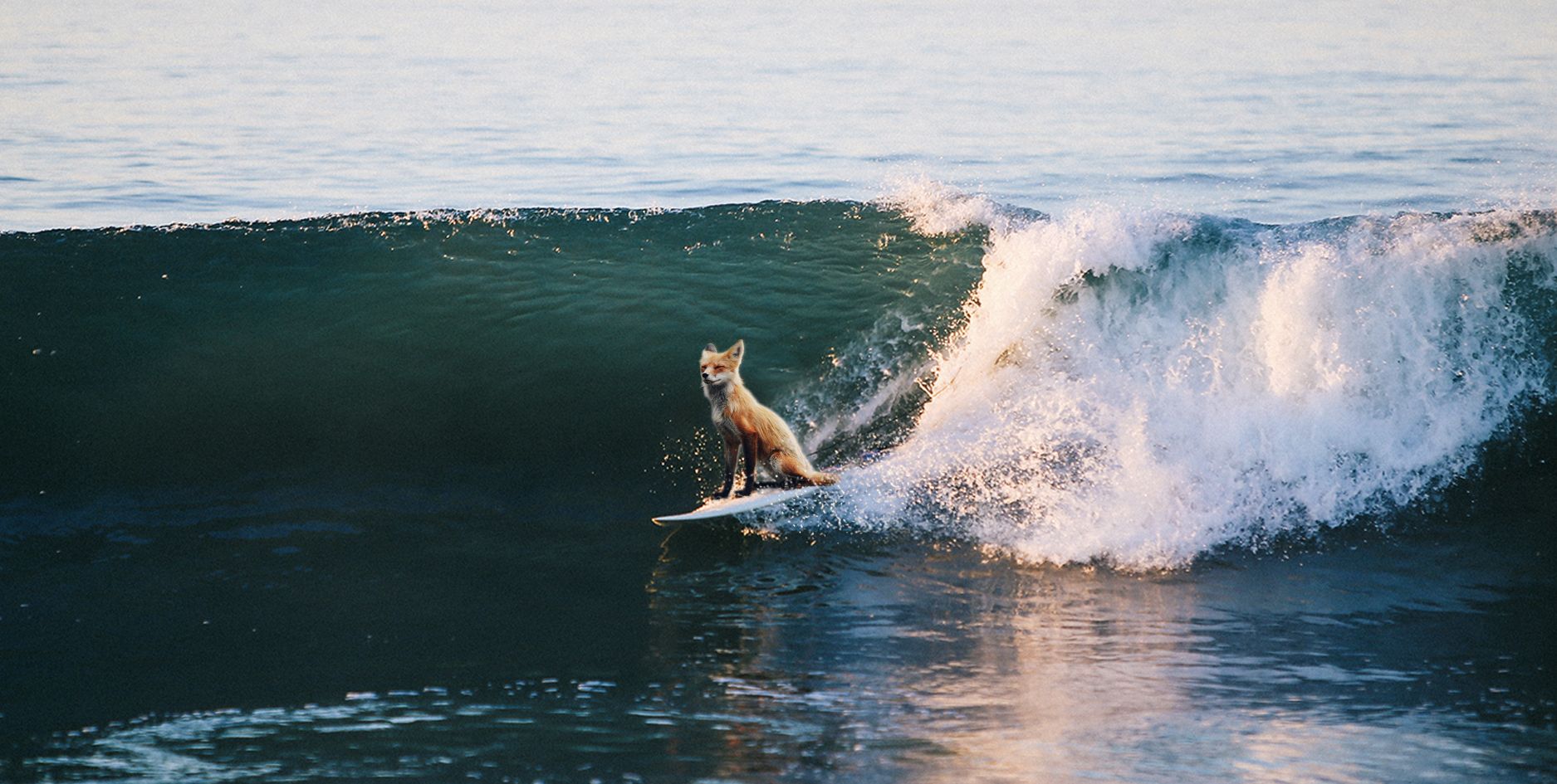 The Surfing Fox 31